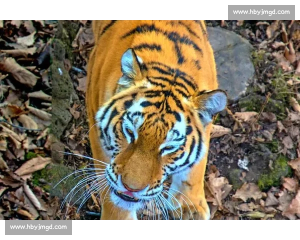 老虎对决人类生存智慧与野性力量的终极较量揭秘境遇博弈深度观察与思考